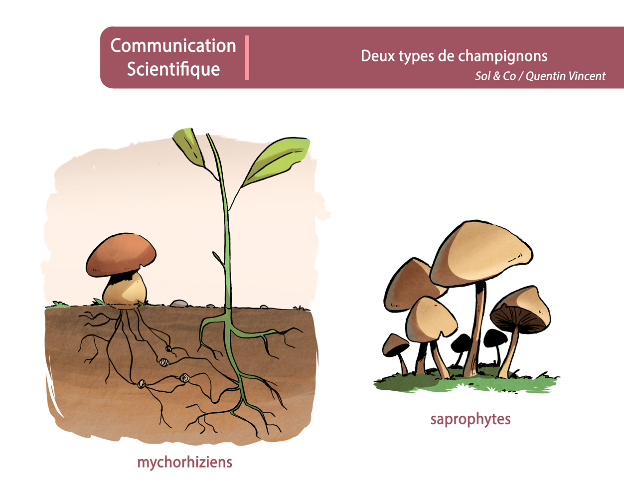 Influence des formations végétales, du microclimat et des caractéristiques  du sol sur la distribution à l'échelle fine des champignons  ectomycorrhiziens (French Edition): Aignon, Lougbégnon Hyppolite:  9783668609518: : Books